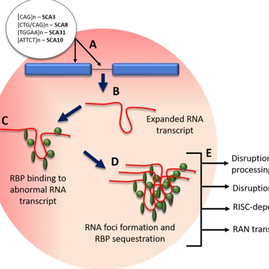 SCA-12: PPP2R2B Gene Mutation